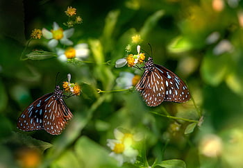 motyle, kwiaty, zapylać, zapylanie, owady, skrzydlate owady, skrzydła motyla, kwiat, kwitnąć, flora, fauna