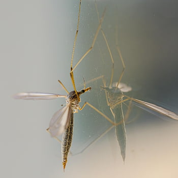Makro, Moskito, Reflexion, Insekt, Nahansicht, Natur, wirbellos, kopieren sie platz, Grau geschlossen