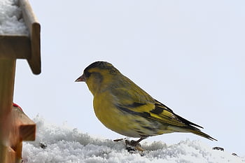 pěnkava, pták, zvíře, euroasijský siskin, křídla, peří, zahradní pták, zimní, Studený, Příroda