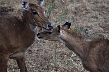 mother And Calf, blue Bull Mother And Calf, blue Bull, nilgai, antelope, animal, wild, rajasthan, india, fauna, wildlife