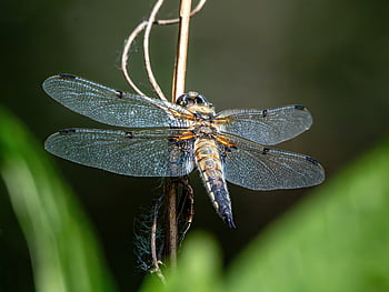 dragon-fly, insect, nature, close Up, entomology, wildlife, wing, insects, fauna