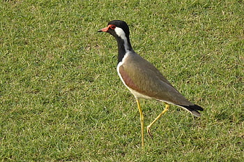 bird, red-wattled Lapwing, vanellus Indicus, lapwing, plover, avian, wildlife, ornithology, standing, fauna, nature