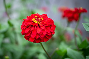 flower, flower Wallpaper, beautiful Flowers, nature, red, ecuador, joga, manabi, photography, cute, flower Background