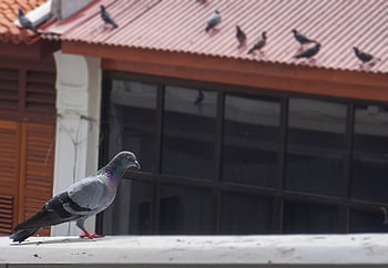 pigeons, city Pigeons, birds, doves, columbidae, poultry, animal, feather, standing, nature
