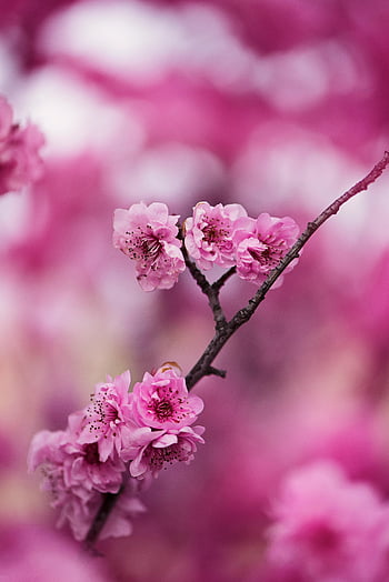 pink petaled flowers, vibrant pink cherry blossoms, close-up flowers, full bloom, beauty and elegance, pink cherry blossoms, floral photography, spring flowers, nature photography, pink flowers, cherry blossoms