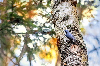 เอเชียตะวันออกเฉียงใต้, นก, ต้นไม้, ไม้ Nuthatch, sitta europaea, สัตว์, ธรรมชาติ, ความเป็นป่า, ป่า, ลำต้น, เกาะอยู่