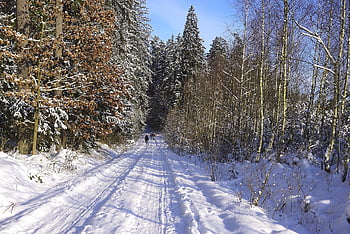 winter, snow, the Road In The Forest, forest, walk In The Woods, nature, season, apart From, trees, princess Snow White, winter Landscape