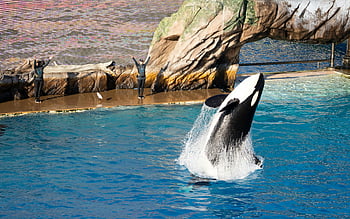 orca whale, SeaWorld San Diego, trainers, whale show, black and white whale, blue water, spectacular show, marine life, aquatic show, animal performance, oceanarium