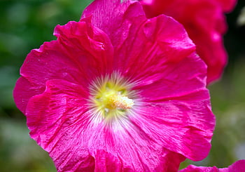 hollyhock, beautiful Flowers, flower, flower Background, blossom, bloom, common Peony, garden Hollyhock, flower Wallpaper, nature, flora