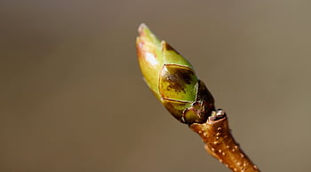 bud, amber Tree, branch, growth, spring Awakening, beginning Of Spring, spring, plant, tree, nature