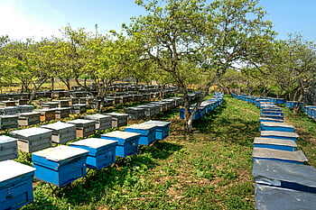 včelí boxy, včela farma, včelařské bedny, produkce medu, venkovní včelí farma, řady včelích budek, Sunny Outdoor, stromy, včelařství, Miláček, včelí úly