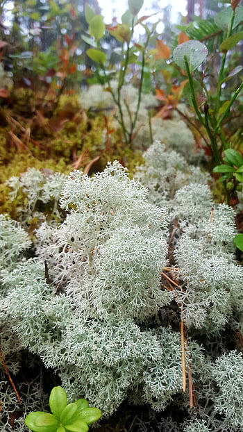 Star Tiped Cup Lišejník, lišejníků, rostlin, cladonia, vegetace, les, Příroda, makro, detailní