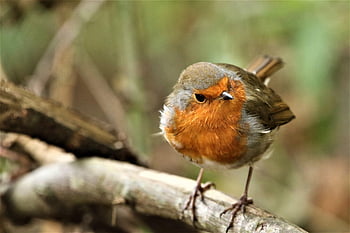 fugl, robin redbreast, robin, fjer, fjerdragt, afdeling, dyreliv, perched, natur, dyr, sangfugl