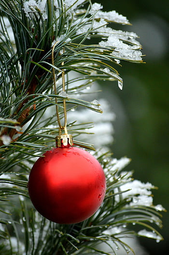 červená cetka, vánoční koule, sníh, zimní, Studený, Vánoce, vánoční motiv, Vánoční čas, Adventní období, vánoční dekorace, jedle