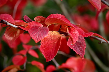 สีฤดูใบไม้ร่วง, ตก, ใบไม้สีแดง, สาขา, ใบไม้, ปลูก, ต้นไม้, ใบสีแดง, พฤกษา, ธรรมชาติ, ใกล้ชิด
