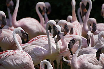 flamingó, madarak, nyáj, állatok, vadvilág, csoport, természet, madártan, törpe flamingók
