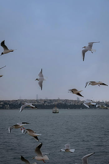 Möwen, Bosporus, Istanbul Skyline, bewölkter Tag, fliegende Vögel, Wasserszene, städtische Landschaft, Küstenvögel, Stadtansicht, Meereslebewesen, Möwenherde