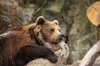 くま、 グリズリー、 動物、 動物相、 動物園、 捕食者、 自然