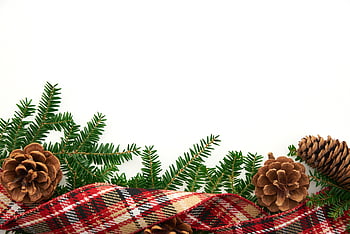 クリスマス、 バックグラウンド、 孤立した、 境界、 白、 緑、 冬、 デコレーション、 設計、 休日、 木