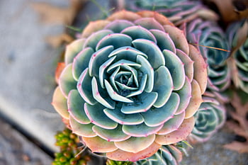 succulento, pianta, macro, colorato, cactus, foglia, botanico, flora, verde, giardino, deserto