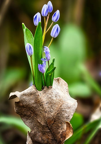 alpine squill, lebendige Blumen, Frühling blüht, Nahaufnahmen, trockenes Blatt, natürliche Schönheit, lila Blütenblätter, grüne Blätter, Flora im Freien, saisonales Wachstum, Kontrast der Natur