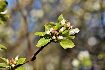 pear Tree, pear Blossom, the Ussuri Pear, pear Tree Blossom, fruit Tree, fruit Tree Blossoming, bloom, inflorescence, flowering Branch