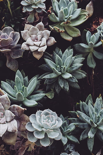 sulu meyveler, yeşil succulents, mor succulents, seçici odak, üstten görünüm, yaprak desenleri, Ayrıntılı yapraklar, Çeşitli sulu meyveler, etli renkler, etli fotoğrafçılık, bitki fotoğrafçılığı