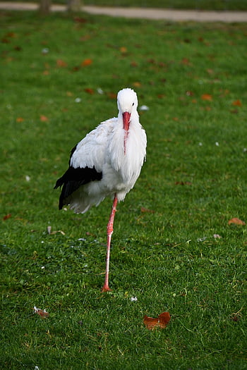 stork, ciconia Ciconia, white Stork, bird, long-legged, long-necked, feathers, plumage, ave, avian, ornithology