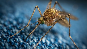 foto macro, zanzara marrone, superficie blu, Caratteristiche intricate, Insetto ravvicinato, zanzara dettagliata, Fotografia macro di insetti, Mosquito su blu, macrofotografia, Dettagli degli insetti, Caratteristiche delle zanzare