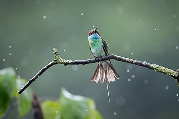 pták, jedlík, Příroda, ornitologie, druh, fauna, ptačí, volně žijících živočichů, zobák, zvíře, peří