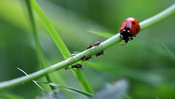 ladybug, beetle, insect, lice, prey, aphids, predator, red Beetle, dotted, spotted Beetle, nature