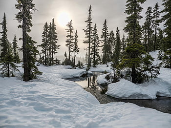 foresta innevata, scena invernale, Sunlit Creek, alberi alti, scena tranquilla, paesaggio innevato, foresta invernale, alberi coperti di neve, insenatura della foresta, giornata invernale, alberi verdi