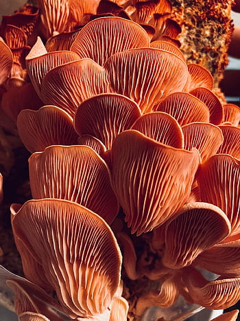 mushrooms, fungi, mycology, pleurotaceae, pink Oyster Mushrooms, close Up, fungus, mushroom, pink Oyster Mushroom, food