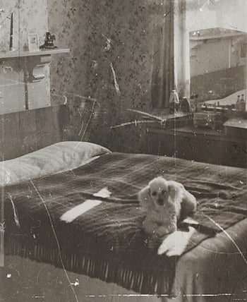 vintage photo, dog on bed, white poodle, antique bedroom, vintage feel, charming dog, resting dog, antique styled, vintage interior, dog lying, bed scene