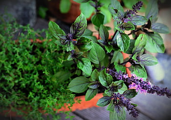 basil Bush Basil, thyme, herbs, culinary Herbs, herb Garden, aroma, nature, herbal Plant, medicinal Herbs, meal, healthy