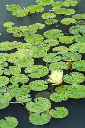 lotus flower pond, aquatic, bloom, blossom, calm, flowers, lake, leaf, lilies, mobile wallpaer, plant