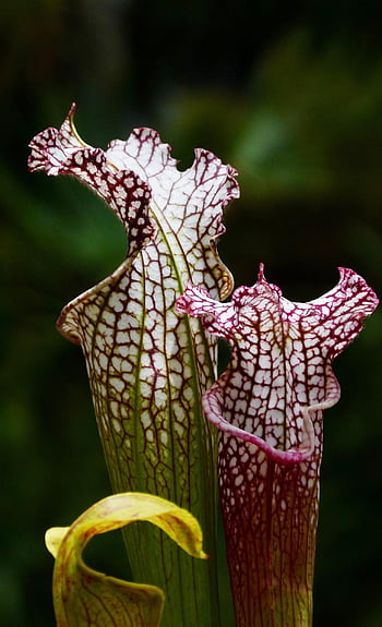 trumpet Pitchers, plant, garden, pitcher Plant, carnivorous Plant, flora, nature, closeup, multicolored, carnivorous