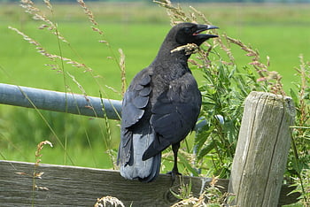 jackdaw, bird, crow, perched, black Bird, feathers, plumage, beak, bill, animal World, nature