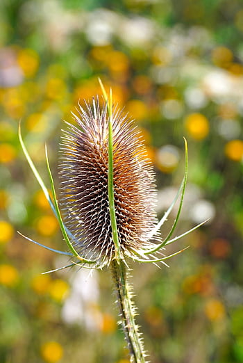 tidsel, vilde blomster, plante, natur, flora, stikkende, sommer, acker thistle