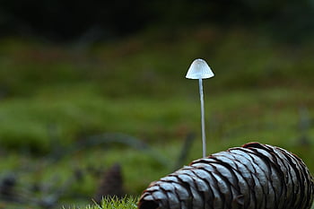houba, helmling, les, borová šiška, mech, lesní podlaha, Příroda, zblízka