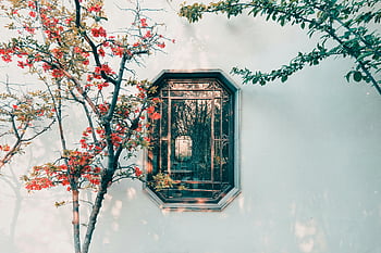 traditional window, vibrant red flowers, sunny day, concrete wall, glass window, tall plants, framed window, outdoor scene, natural beauty, architectural detail, floral backdrop
