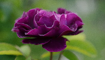 floare purpură petaled, trandafir violet vibrant, închisă, picături de rouă, frumusete naturala, fotografie de flori, Petale de trandafiri violet, Prim-plan floral, fotografia naturii, Petale de rouă, flori de gradina