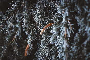 cedro, inverno, natura, ramo, orario invernale, macro