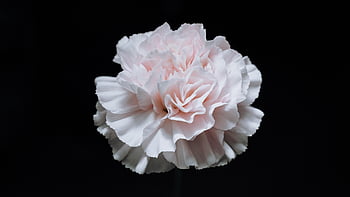 flowers, flower Wallpaper, flower Background, nature, beautiful Flowers, carnation
