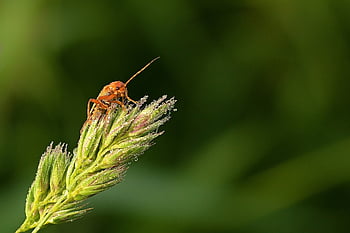 meadow, beetle, sensor, morning Dew, waterdrop, nature, insect, close Up, grass, ear