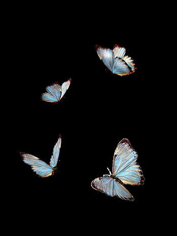 butterflies, blue, insect, isolated