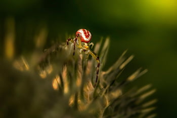 krab pavouk, pavouk, pavoukovec, rostlina, členovců, zvíře, Příroda, detailní, strašidelný, Chyba, jíst
