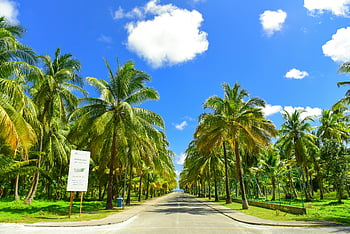 Gray concrete road, palm trees, clear blue sky, travel inspiration, tropical road, scenic drive, outdoor beauty, vacation destination, nature pathway, road trip, tropical landscape