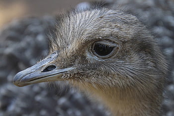 rhea pták, pták, kytice, nelétavý pták, velký pták, zvíře, účtovat, hlava, zblízka, Příroda, portrét