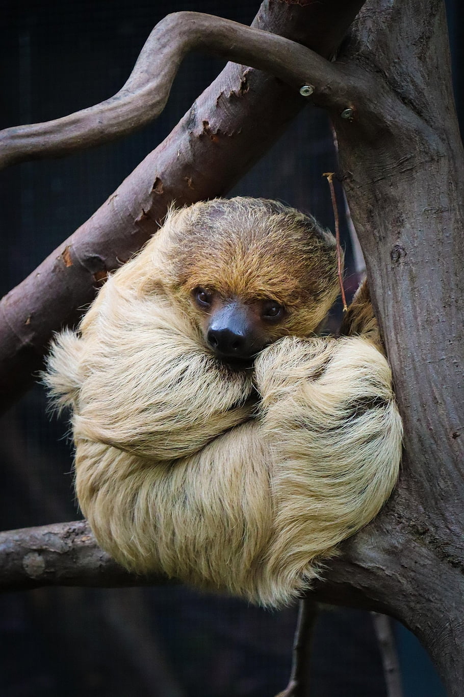 sloth, cute, lazy, slow, zoo, animal Photo, wildlife